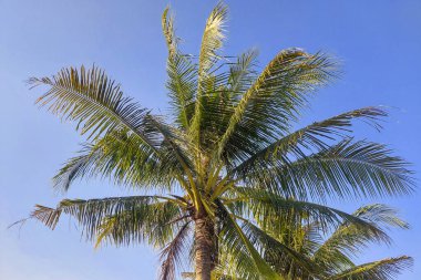 Gün boyunca Hindistan cevizi ağaçlarına karşı Mavi Gökyüzü
