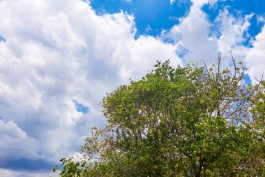 Öğleden sonra Ağaç Dalları ve Bulutlar