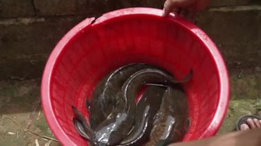 Büyük Kedi Balığı Kırmızı Kovada Satılık
