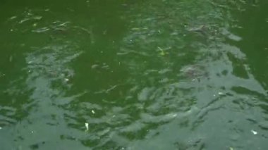 Küçük havuzlarda yayın balığı gruplar halinde