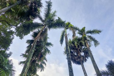 Güneş ışığına maruz kalan yükselen palmiye ağacı