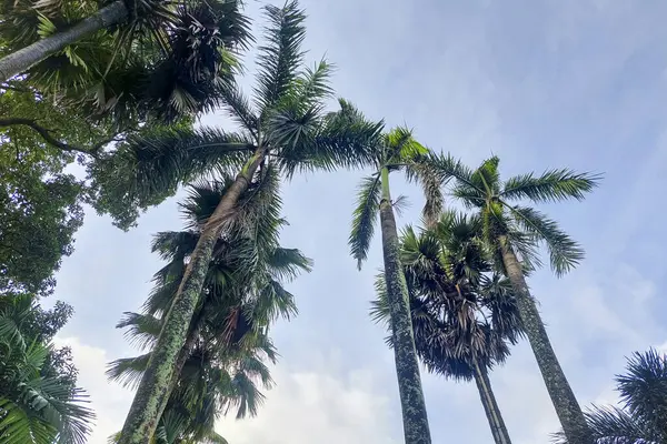 Güneş ışığına maruz kalan yükselen palmiye ağacı