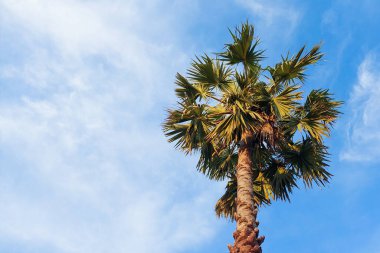 Bereketli yeşil yaprakları olan bir palmiye ağacı ve dağınık beyaz bulutlu açık mavi bir gökyüzüne tutunan altın yapraklar..