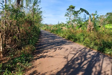 Asfalt kırsal yol açık mavi gökyüzünün altında yeşil ağaçlar ve bitki örtüsüyle çevrili.
