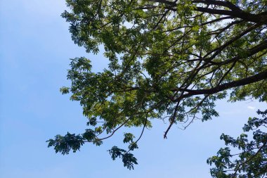 Parlak mavi bir gökyüzünün altında geniş, yemyeşil dalları olan huzurlu bir doğal manzara..