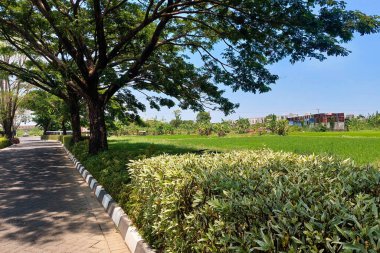 Yeşillik, uzun ağaçlar ve renkli çalılarla çevrili tuğlalardan yapılmış asfalt bir yol. Parlak mavi gökyüzünün altında huzurlu ve gölgeli bir ortam yaratıyor..