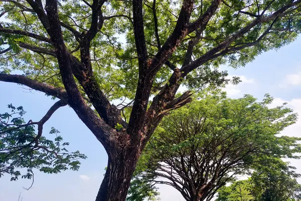 Parlak mavi bir gökyüzünün altında geniş, yemyeşil dalları olan huzurlu bir doğal manzara..