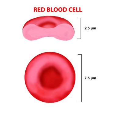 Kırmızı kan hücresi anatomik yapısı. Kan hücrelerinin üst ve yan görüntüsü. Kenarları kesilmiş. Beyaz arka planda eritrositin boyutu ölçülür. Vektör illüstrasyonu.