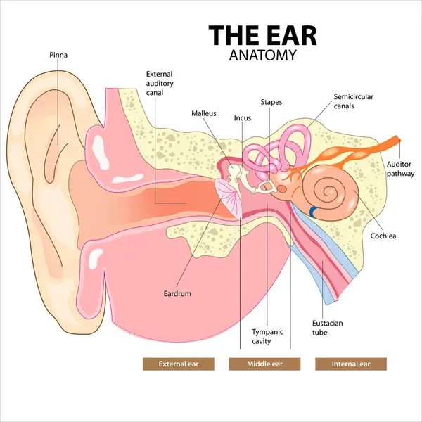 The Ear Anatomy Illustration (C Section)