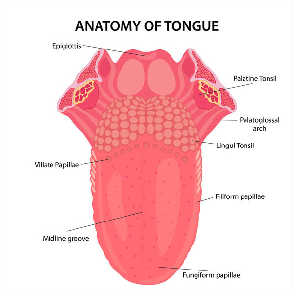 Anatomy of Tongue cross section illustration