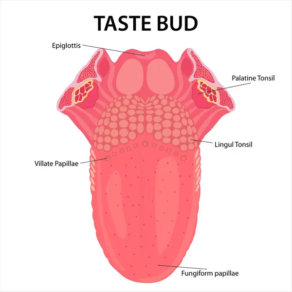 Taste Buds Illustration Cross Section — Stock Photo, Image