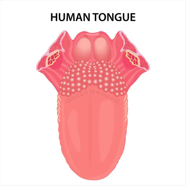Anatomy Human Tongue Illustration — Stock Photo, Image