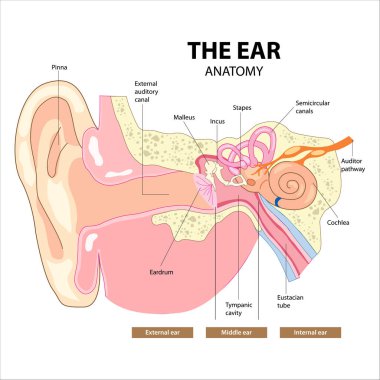 Kulak Anatomisi (C Bölümü) ENT