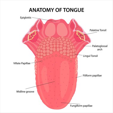 Dil enine kesitinin anatomisi çizimi