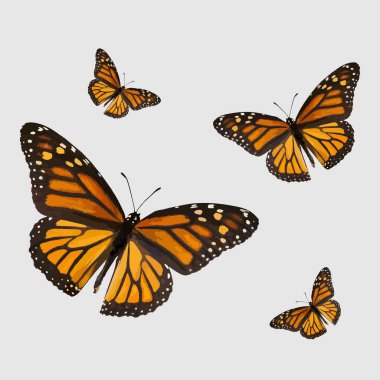 Beyaz bir arka planda izole edilmiş kelebekler dizisi - 3 boyutlu illüstrasyon