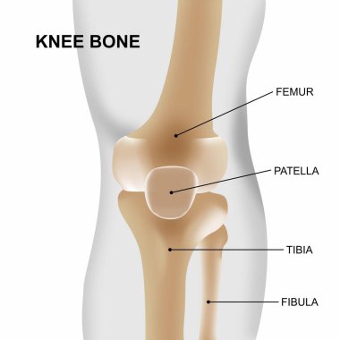 Diz anatomisi olan insan dizinin çizimi