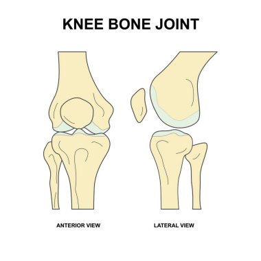 Diz kemiği eklem illüstrasyonu