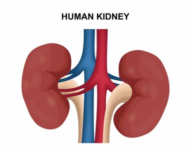 İnsan Böbreği İllüstrasyon vektörü sol sağ