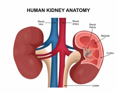 İnsan Böbreği Anatomisi İllüstrasyonu C Bölümü