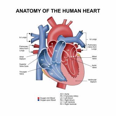 İnsan kalbinin anatomisi.