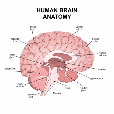İnsan Beyni Anatomisi enine kesit çizimi