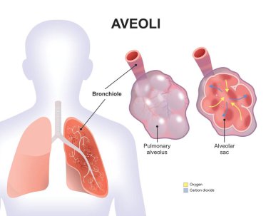 Aveoli ciğerleri illüstrasyon oksijen tedarik organı