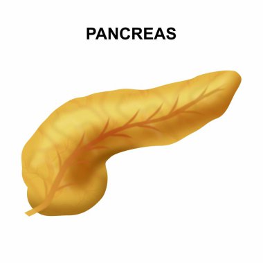 Pankreas İnsan Karnı Pankreas İllüstrasyonu 