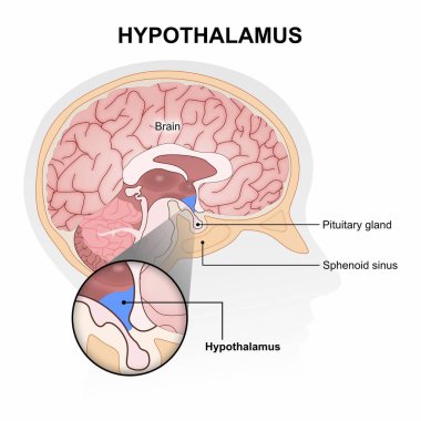 Hipotalamus beyin illüstrasyon hipofiz bezi