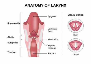 Gırtlak Anatomisi İllüstrasyon Ses Kordonu