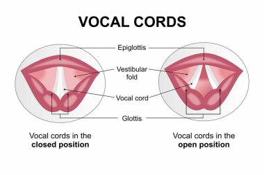 Ses teli boğaz örneklemesi