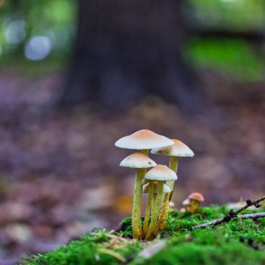 Sonbahar ormanındaki mantarlar: Doğa