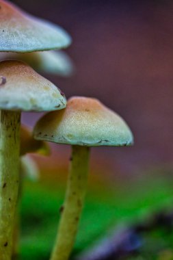 Sonbahar ormanındaki mantarlar: Güzel makro fotoğrafçılık