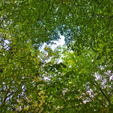 ormandaki ağaçlar ve bitki örtüsü 