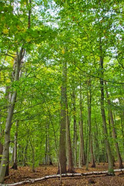 ormandaki ağaçlar ve bitki örtüsü 