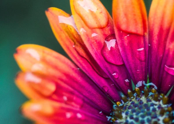 Quarter of a purple and orange African daisy. close up of stamen, petals and rain droplets
