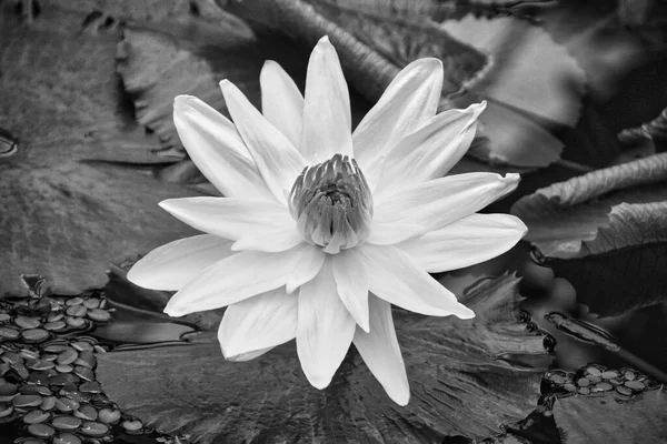 Black and white lotus flower with leaves