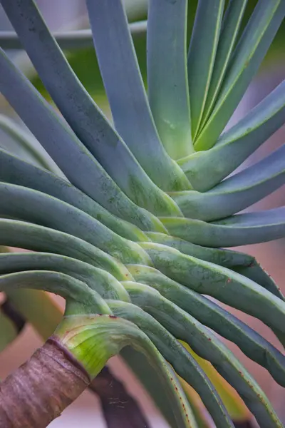 Close up of the leaves of a tropical plant.
