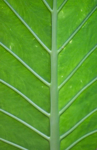 yeşil yaprak dokusu arkaplanı