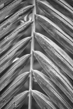 Muhteşem siyah ve beyaz desenler, bir palmiye yaprağının yakın çekimi sonucu oluşmuştur.