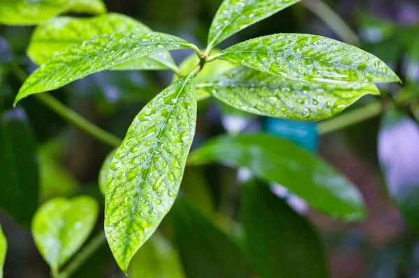 Green coffee leaves after the rain