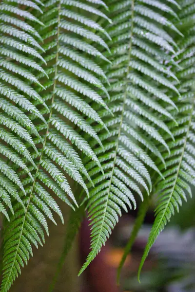 Green fern fresh leaves in the botanic garden: close up and beautiful pattern