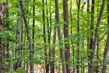 Dağlarda güzel bir sonbahar ormanı