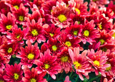 Bahçedeki güzel renkli çiçekler.