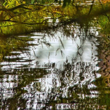 Suya yansıyan ağaçların görüntüsü