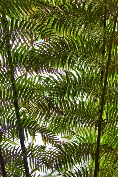 Gorgeous branches of fern leaves in a botanic garden: textured wallpaper