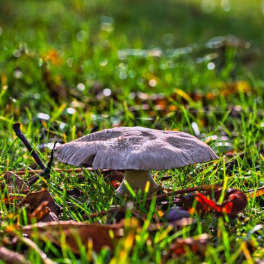 Güneşli bir sonbahar gününde parkta izole edilmiş güzel bir mantar: arka planda küçük bokeh etkisi olan makro fotoğrafçılık