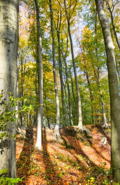 Güneşli bir günde harika bir orman: Yüksek ağaçlar uzun muhteşem gölgeler yaratır