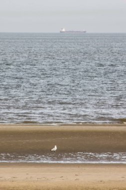 Deniz kıyısının güzel manzarası