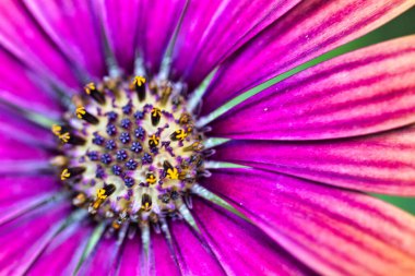 Yakından güzel bir çiçek: mor Afrika papatyası.