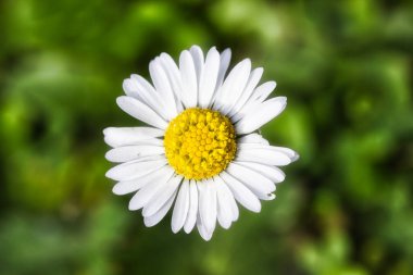 Yazın çiçek açan güzel, izole papatya: makro fotoğrafçılık